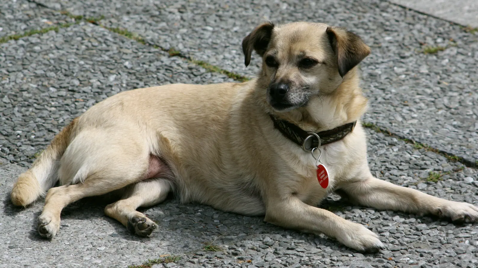 Hund mit Halsband und Marke, liegend auf einem Gehweg
