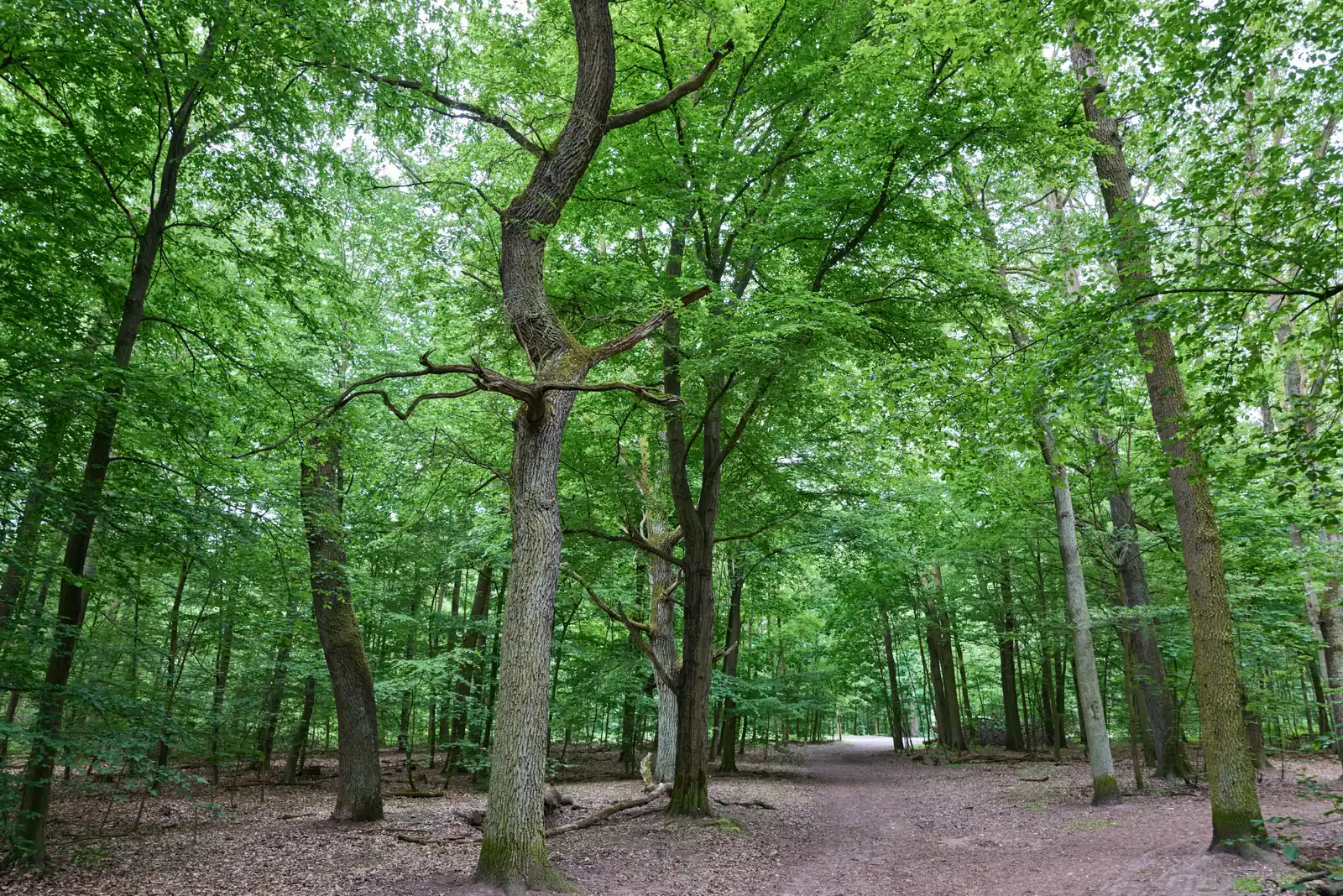 Hundeauslaufgebiet in Berlin