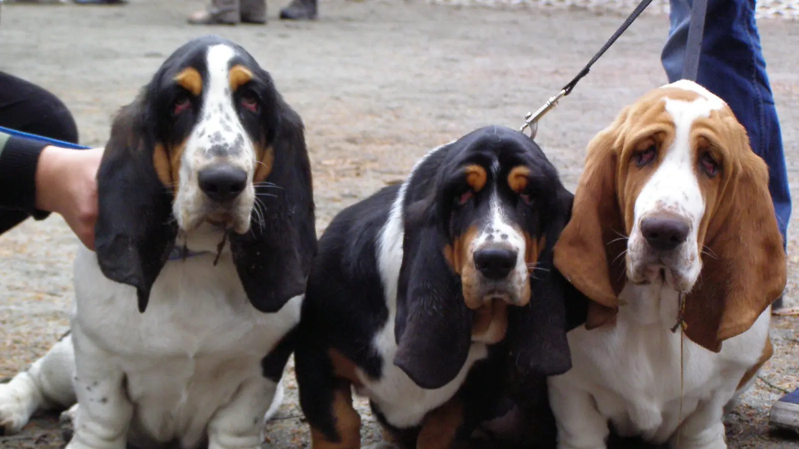 Junge Hunde nebeneinander