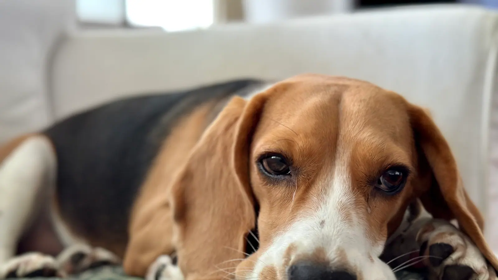 Hund auf einem Sofa